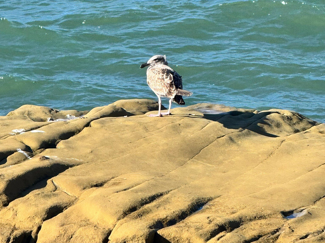 Cabrillo Tide Pools-圣地亚哥必去景点