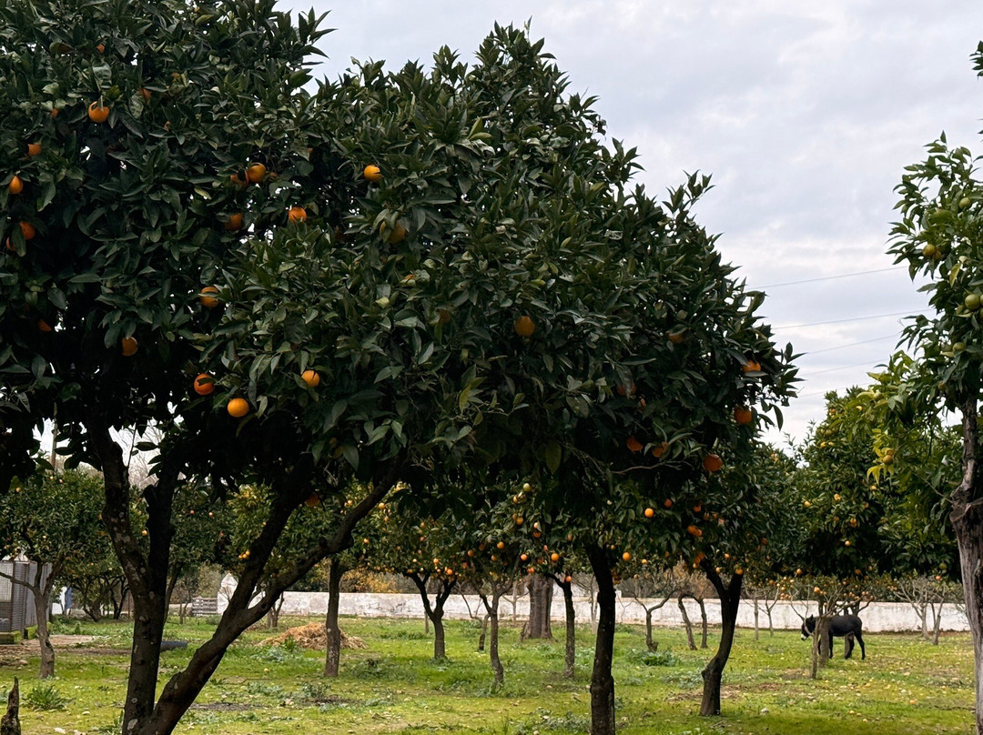 Azeite Casa Anadia - Olive Oil & Tours-Abrantes必去景点