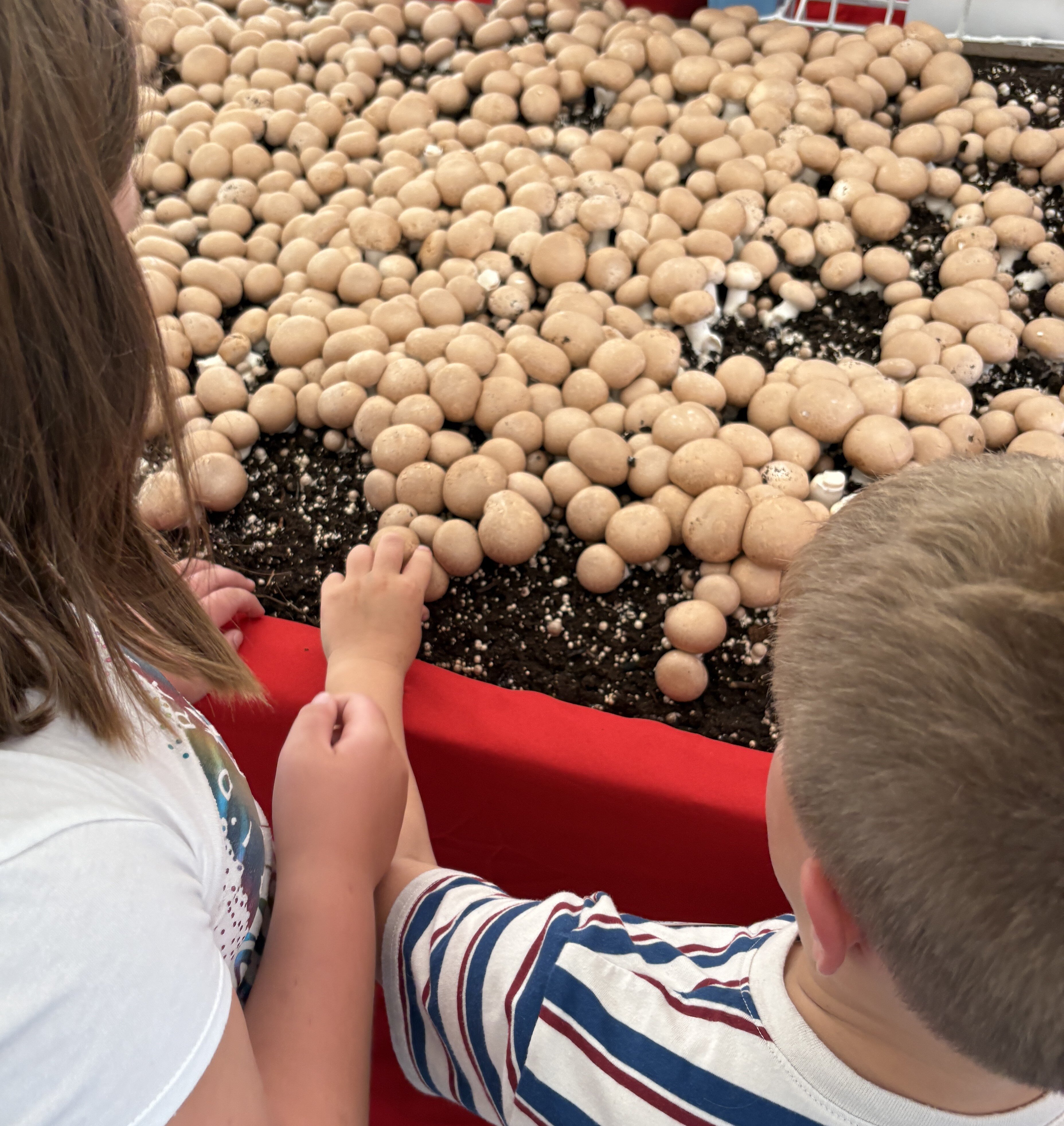 Fairfield Inn & Suites Kennett Square Brandywine Valley-家庭/游戏区