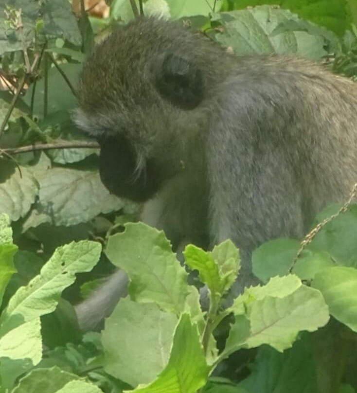 KILI SLOPE TOURS AND SAFARIS LTD-Usa River必去景点