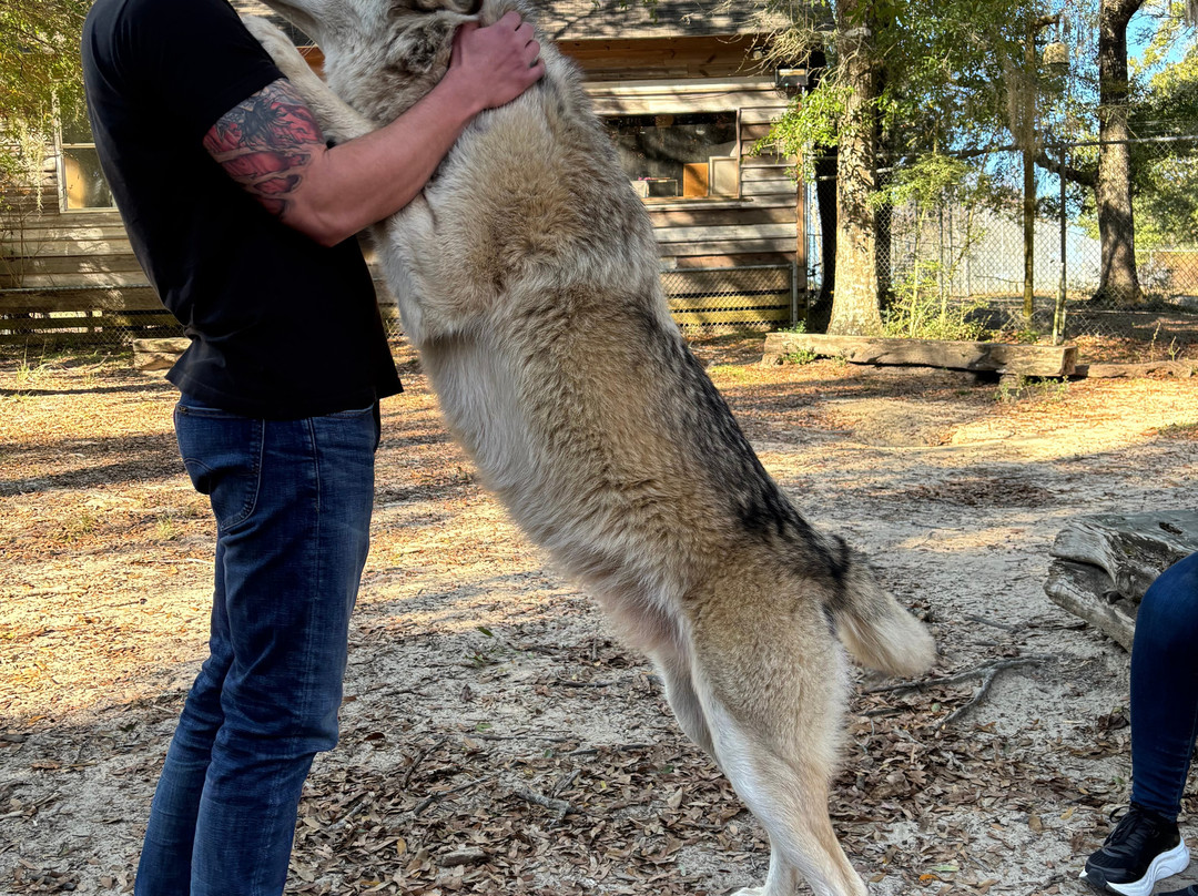 Seacrest Wolf Preserve-Chipley必去景点