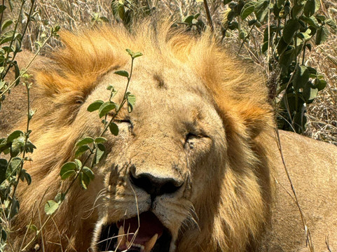 Lush Africa Safaris-坎帕拉必去景点