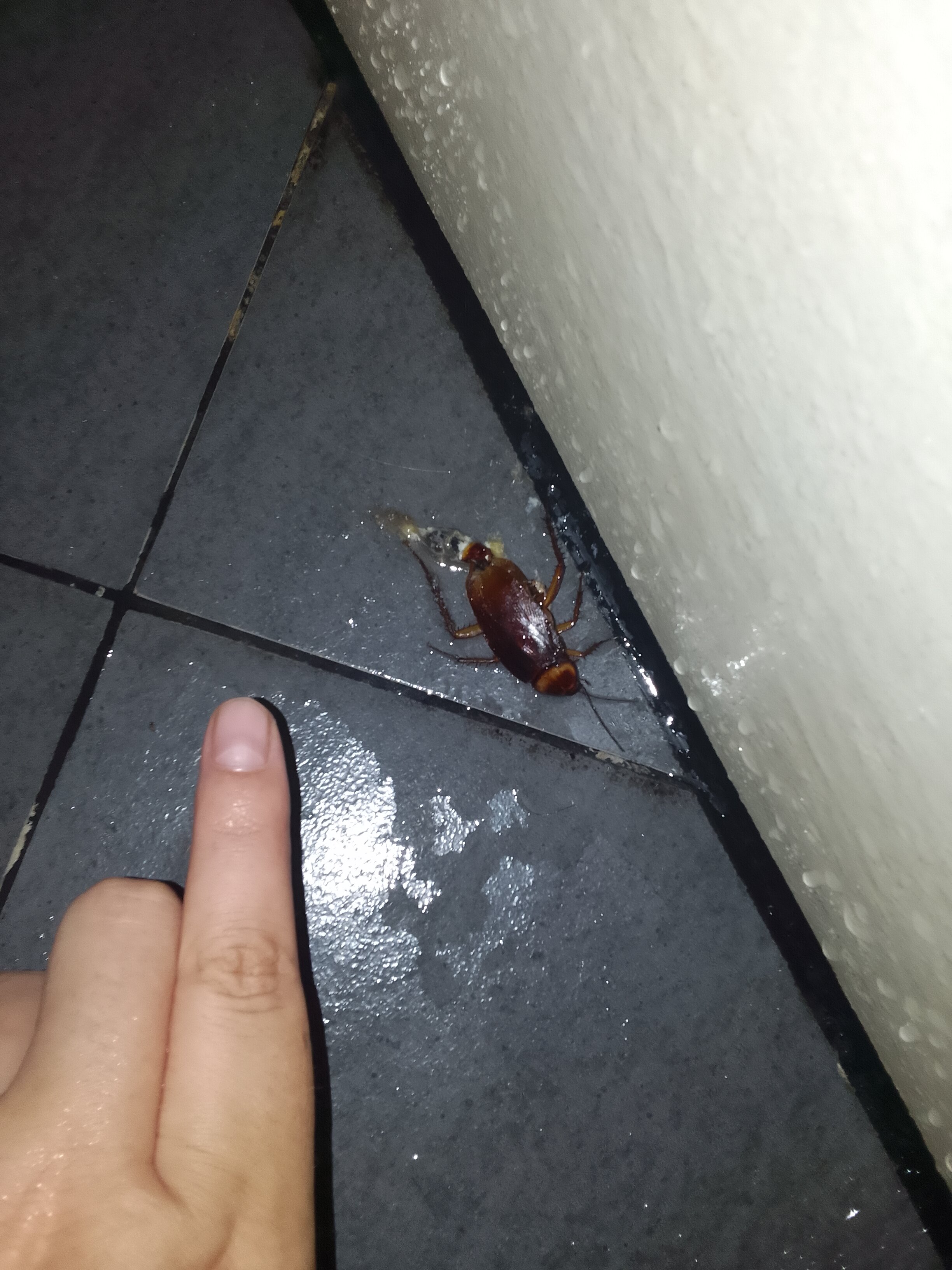 Ibis Saigon South-官方