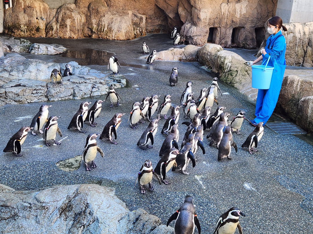 长崎企鹅水族馆-长崎市必去景点