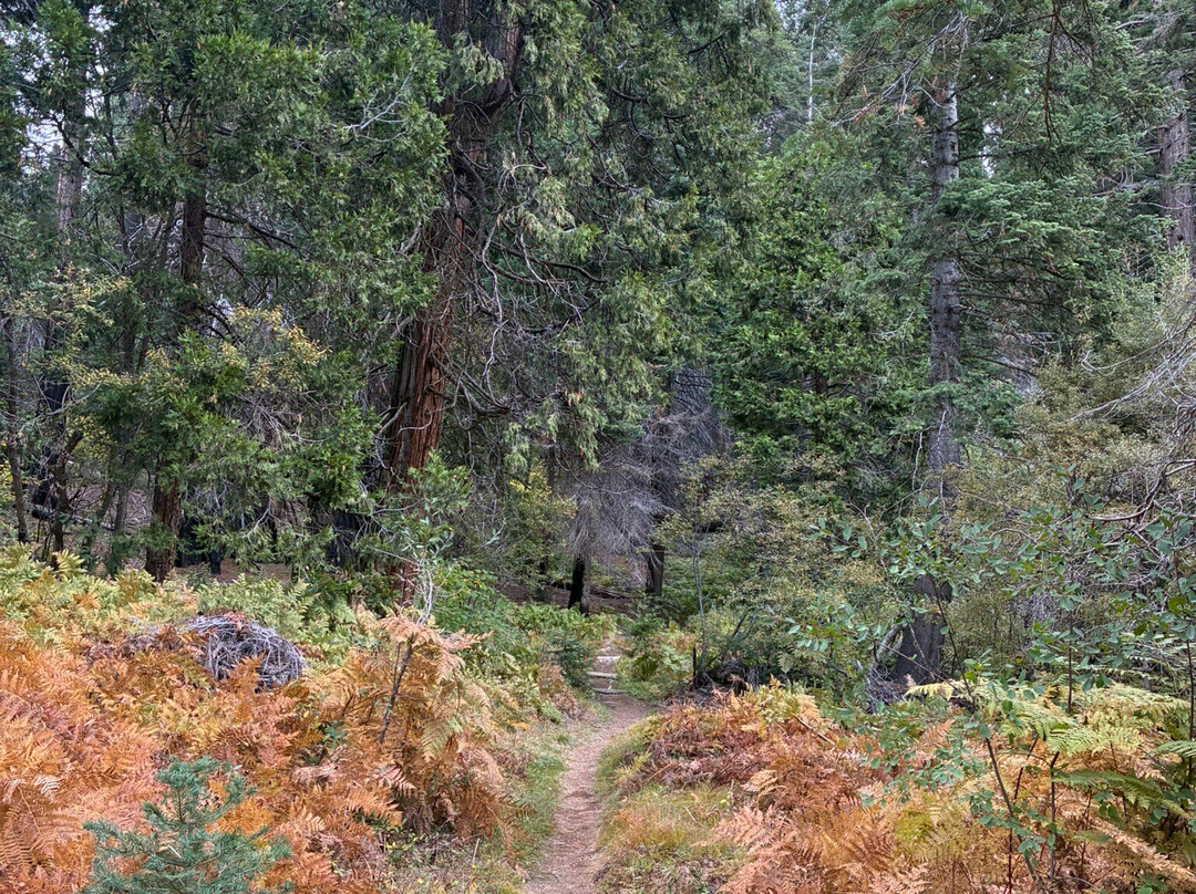 Big Stump Basin-红杉&国王峡谷国家公园必去景点