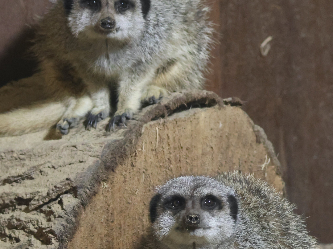 Jersey Zoo-Trinity必去景点