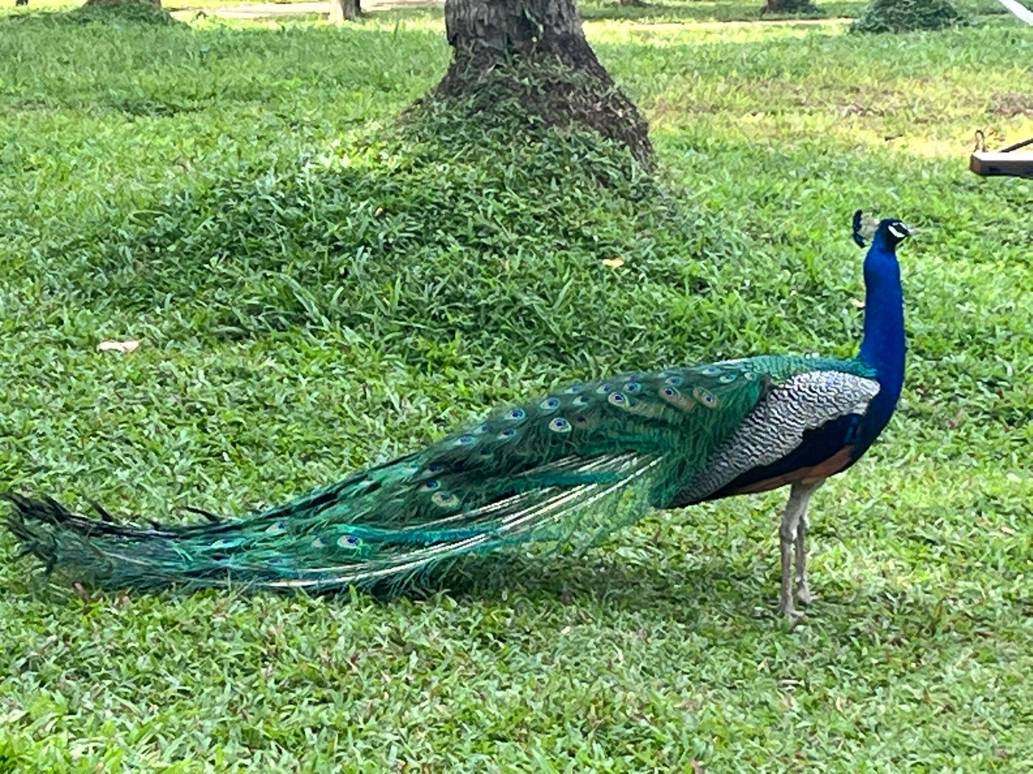 Jetwing Kaduruketha-官方