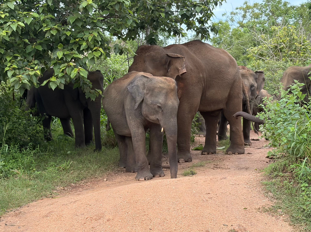 Reisa Lanka Escapes-Delgoda必去景点