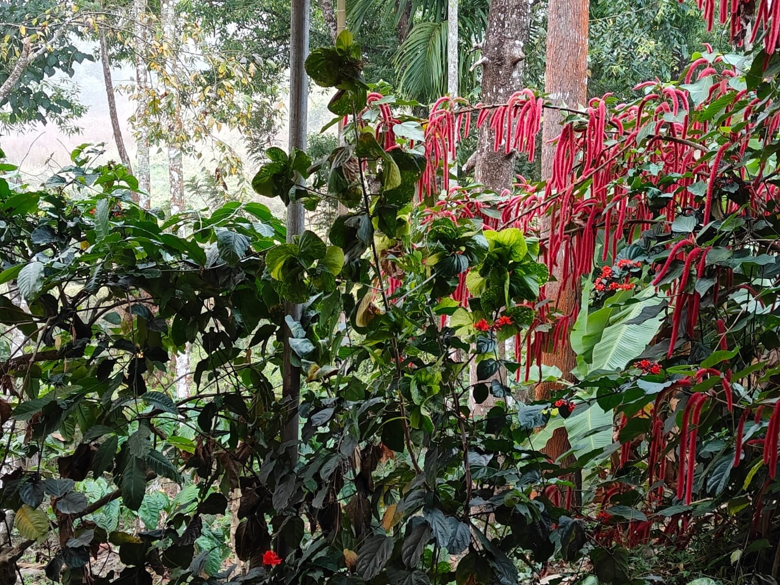 Casa Coorg Homestay-官方