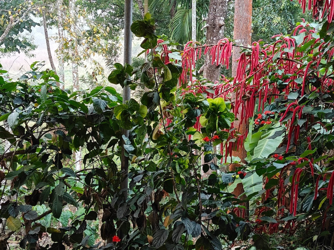 Casa Coorg Homestay主图