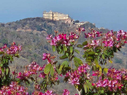 Fateh Safari Suites By Fateh Collection主图