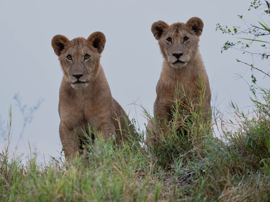 Wild Eye-弗维斯必去景点