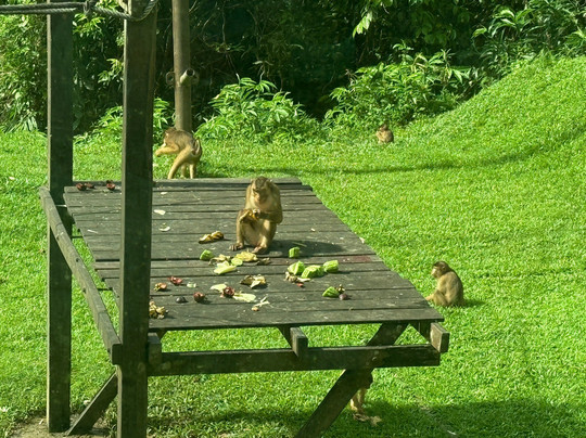 Sepilok Orangutan Rehabilitation Centre-山打根必去景点