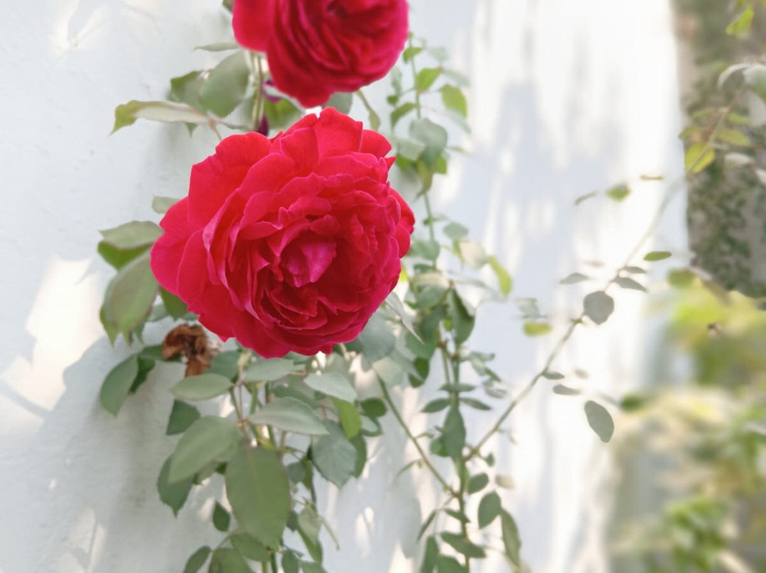 Agro-Homeopathy based Organic Botanical Herbal Garden (AHOBHAG)-Roorkee必去景点