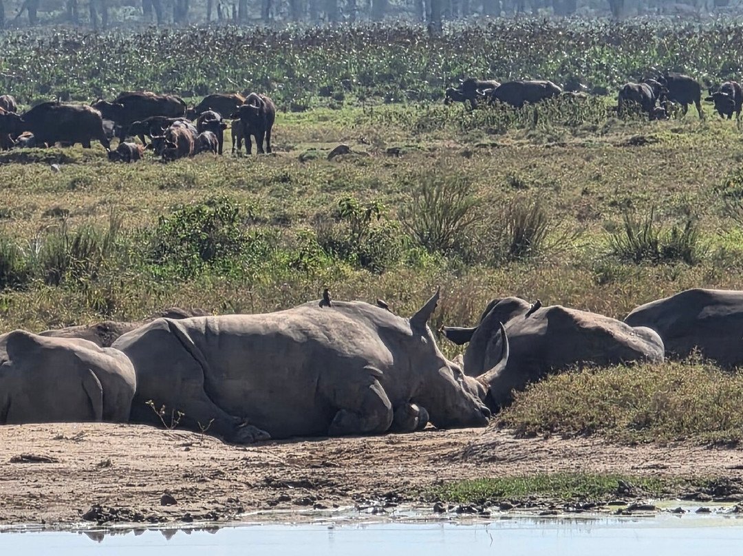 Designer Safari-内罗毕必去景点