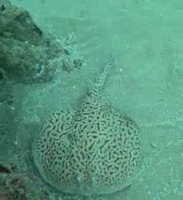 Reef Oasis Diving Center | Fujairah-Al Aqah必去景点