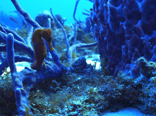 Dressel Divers Playa Del Carmen-普拉亚德尔卡曼必去景点