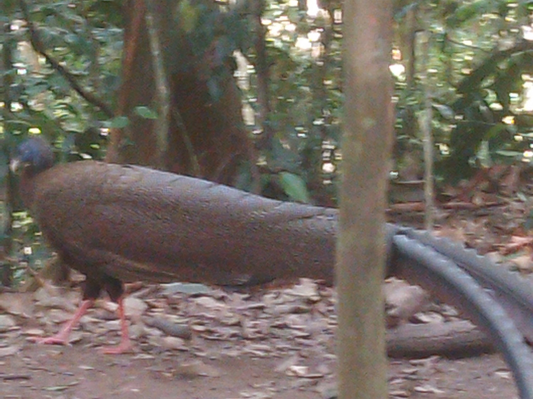 Sumatra Orangutan Tours-武吉拉旺必去景点