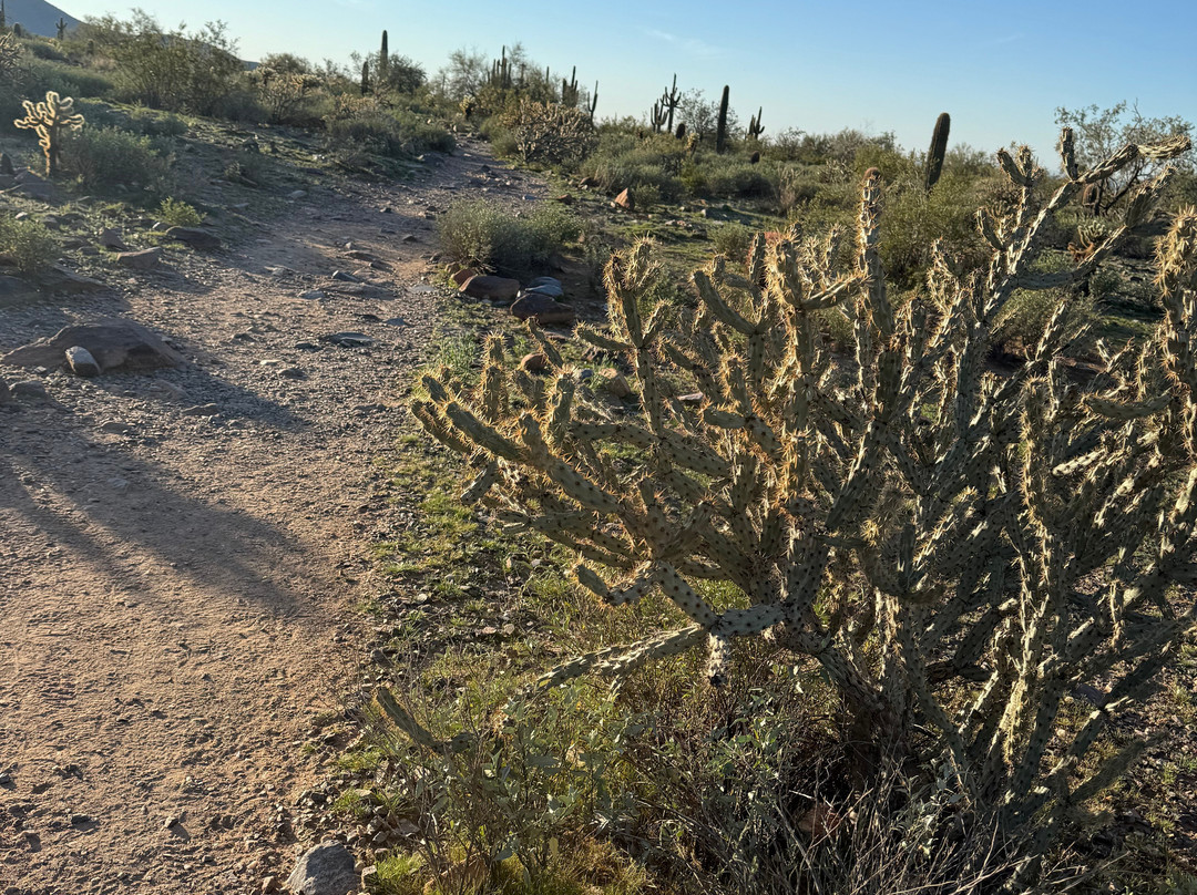 McDowell Sonoran Preserve-斯科茨代尔必去景点
