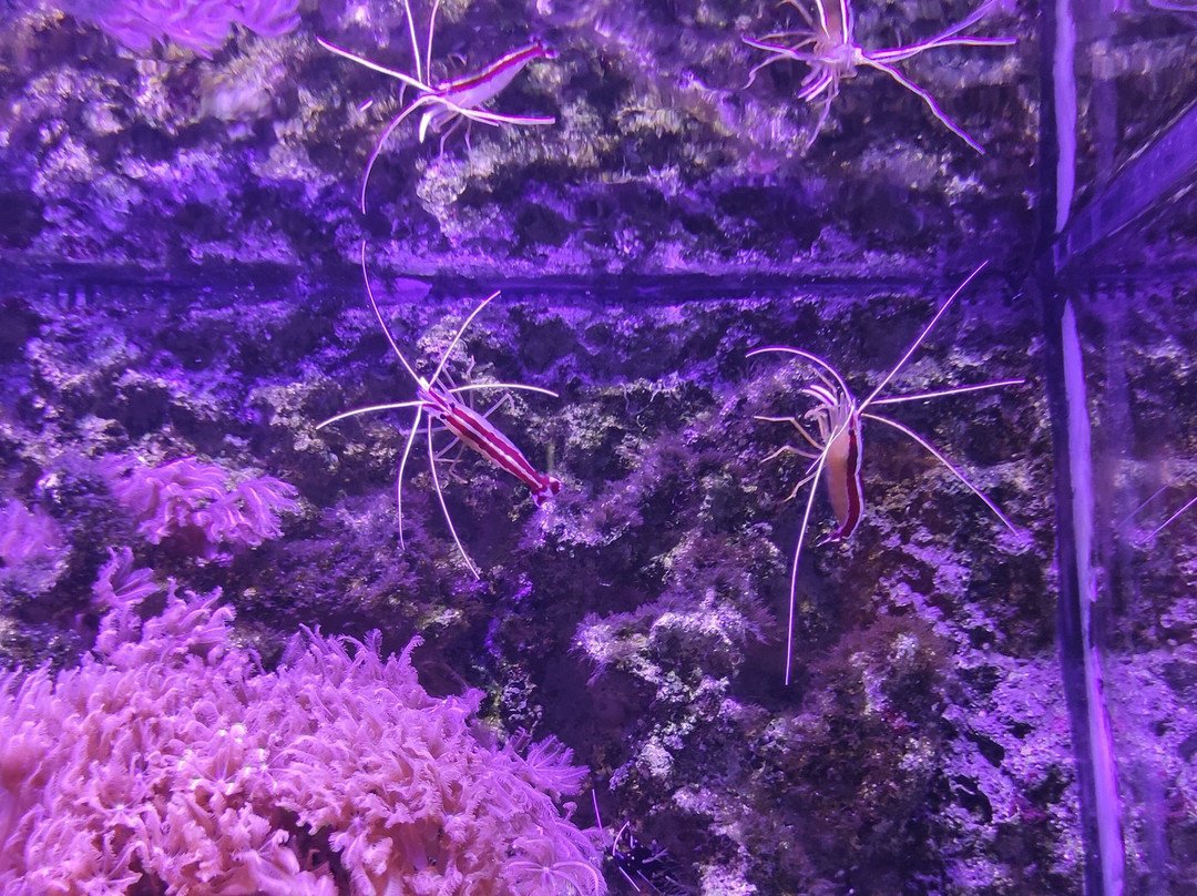 Meeresmuseum-施特拉尔松德必去景点