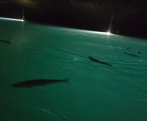 The Lost Sea Adventure-Sweetwater必去景点