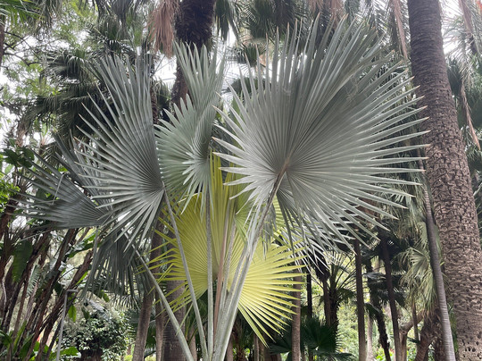 Parque de Malaga-马拉加必去景点