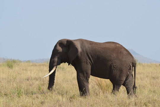 Nature's Land Safaris & Rentals-姆万扎必去景点