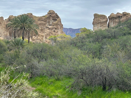 Boyce Thompson Arboretum-Superior必去景点