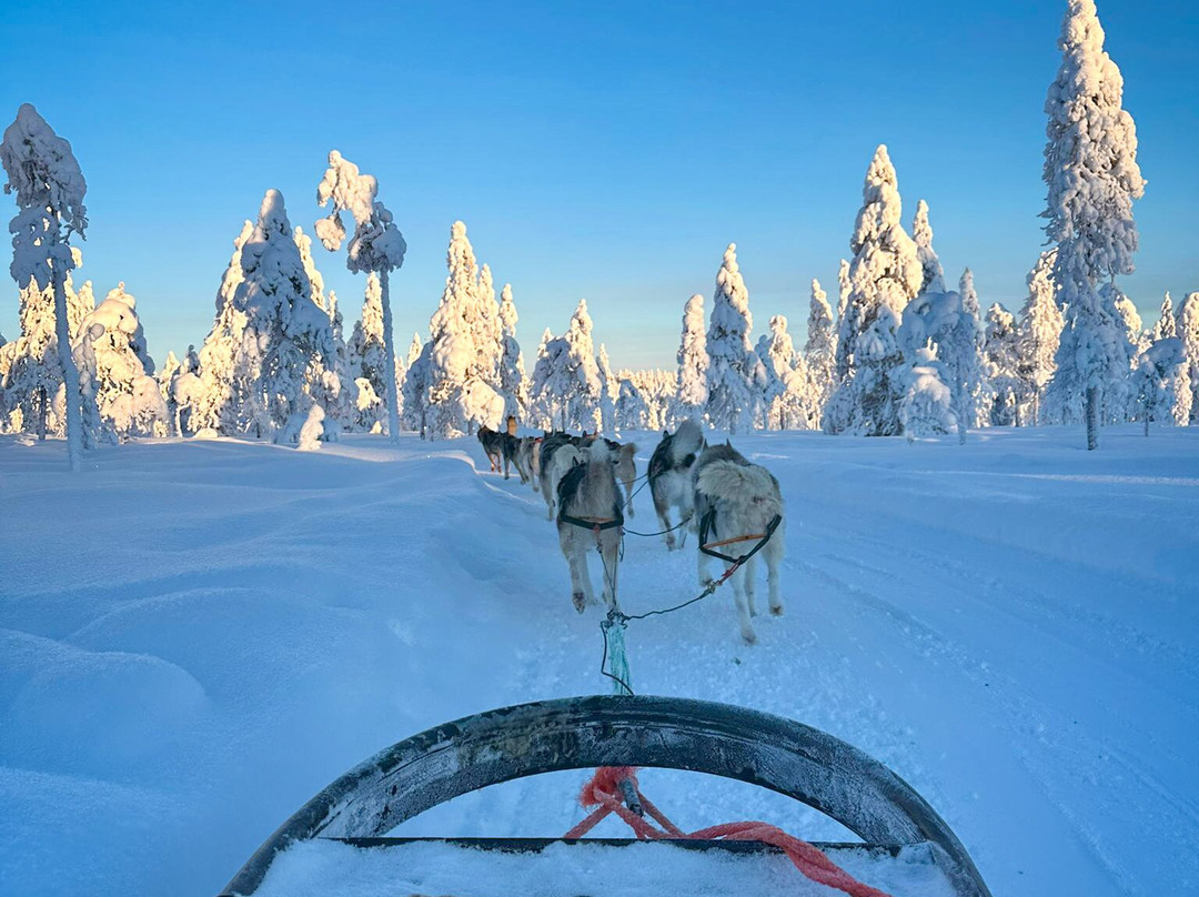 Arctic Circle Husky Park-罗瓦涅米必去景点