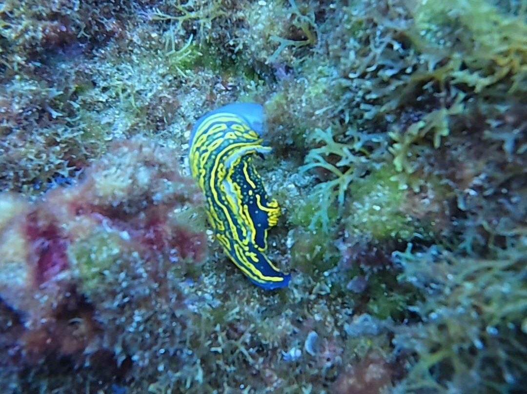 Titan Blue Divers-卡门港必去景点