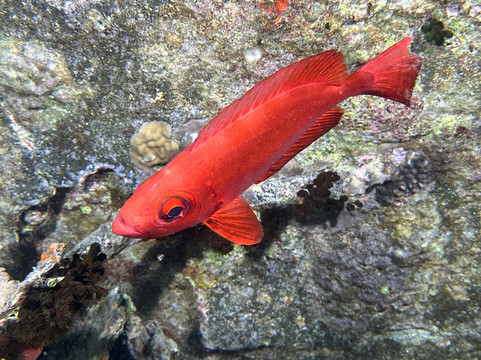 STM-Diving-赫尔格达必去景点