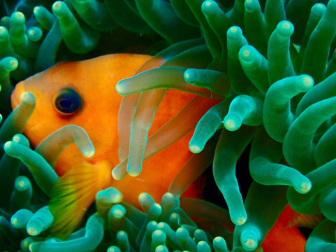 The Junk Liveaboards-Chalong必去景点