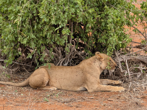 Vivi Il Kenya Con Sorriso-瓦塔木必去景点