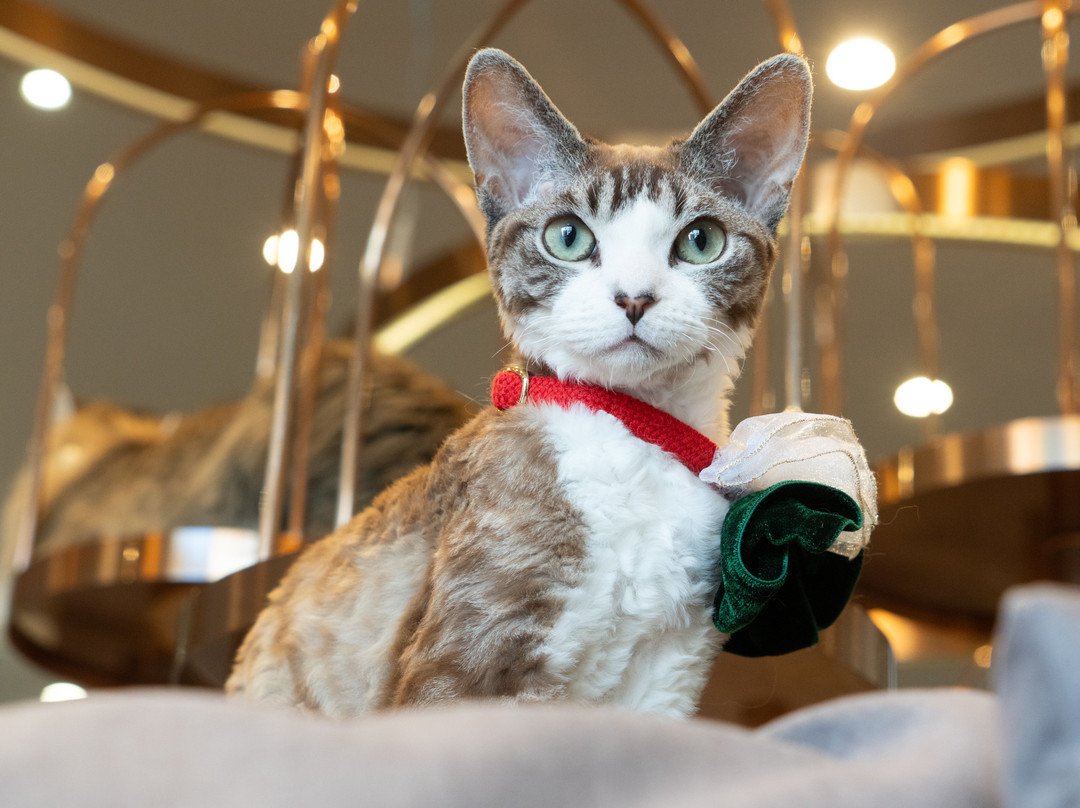 Cat Cafe Mocha Lounge Shibuya Koen-dori Branch-涩谷区必去景点