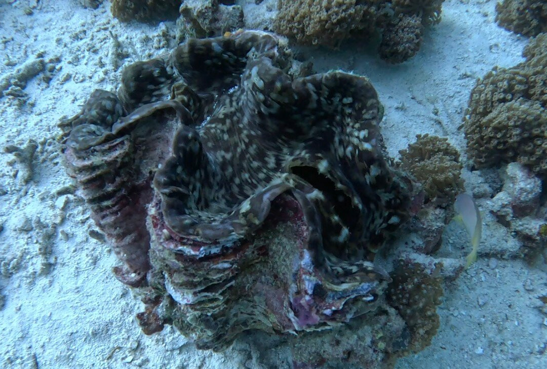 Papua Diving-Kri Island必去景点