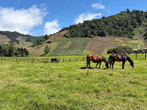 Volcan Ecotours-渥肯必去景点