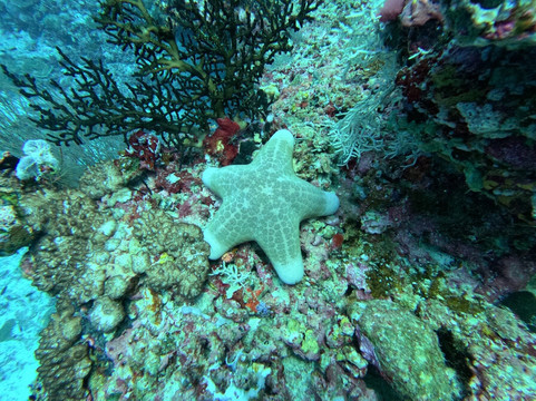 Dive Butler Amilla-芭环礁必去景点