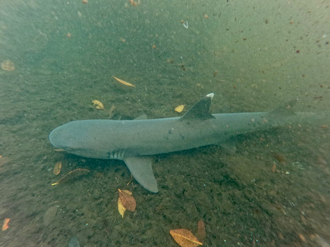 Kicker Rock-Puerto Baquerizo Moreno必去景点