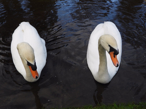 Bicton Park Botanical Gardens-Bicton必去景点