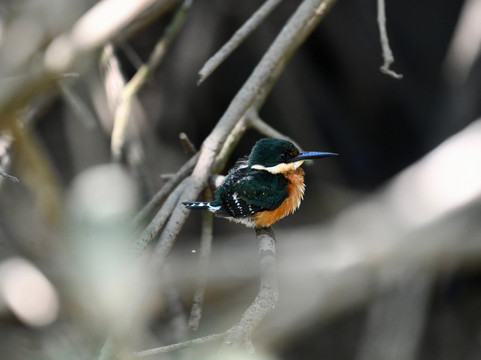 Crocodile Man Tour-哈科必去景点