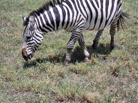 Ngurdoto Crater-阿鲁沙必去景点