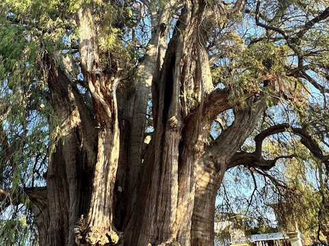 Zapotecos Tours-瓦哈卡必去景点