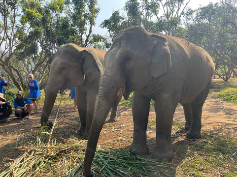 CHIANGMAI ELEPHANT CARE (Mae Taeng)-清迈必去景点