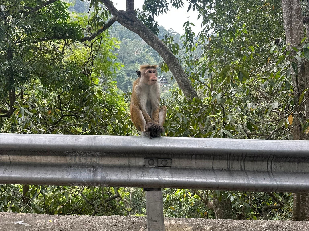 Trek Tropical Tours - Sri Lanka Tours & Travels-埃勒必去景点