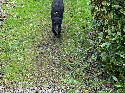 Leixlip Castle-Leixlip必去景点