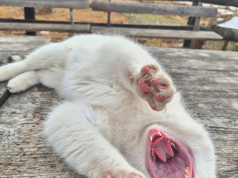 Mr.Shuttle Tours & Transfers Krakow-克拉科夫必去景点