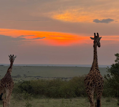 Meander Africa Safaris-内罗毕必去景点