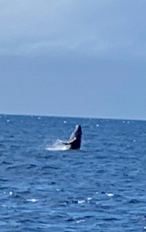 Teralani Sailing Adventures-拉海纳必去景点