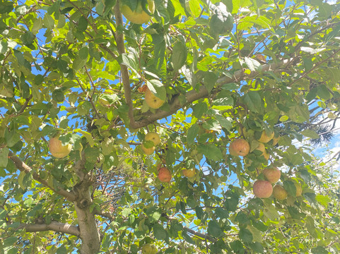 Epagri Experimental Station-Sao Joaquim必去景点