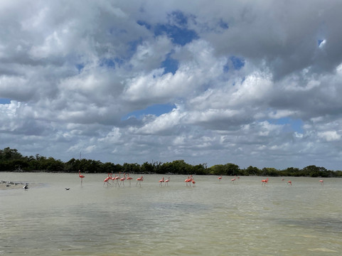 Río Lagartos Experience By Jorge N-里奥拉加托斯必去景点